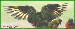 Click Any Photo or Image For: The Eco Garden Release.

The Back View is an Intimidation Ploy to the Camera from the Leading Bird to the One Eyed Camera Freak. His Mates are amused by it all as they have seen the Camera Before.